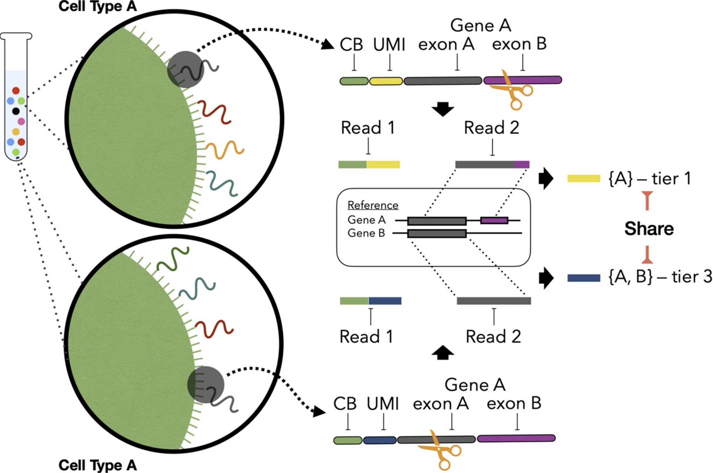 Bagpiper isoform quantification
